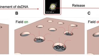 Физики научились манипулировать молекулами ДНК с помощью электрических полей