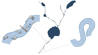 Шведские реки бросают вызов классическим представлениям о развитии экосистем