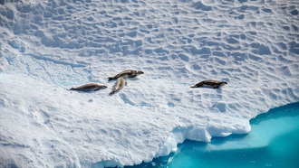 Климат Антарктиды меняется по «гренландскому» сценарию, угрожая резким ростом уровня моря