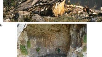 Межвидовой сигнал тревоги у птиц и гнезда-музеи бородачей