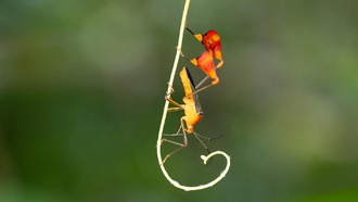 Загадка танцующего клопа: ученые раскрыли секрет его движений