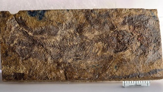 Крошечная ископаемая рыбка переписывает историю эволюции пресноводных рыб