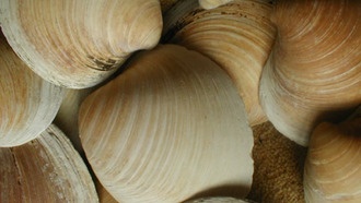 Раковины моллюсков предупредили о нестабильности течений в Северной Атлантике