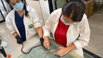 История борьбы с укусами пауков в Аргентине помогла создать модель фармацевтической автономии