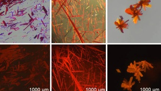 Химики создали стабильные красные флуоресцентные красители для биомедицинской визуализации