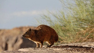 Обнаружена первая в мире окаменелость следа от волочения задней части тела