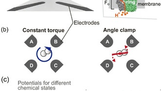 Ученые раскрыли секрет максимальной эффективности биологических моторов