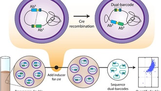 Ученые создали карту генов бактерий для поиска новых антибиотиков