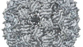 Новый метод электронной микроскопии позволяет глубже заглянуть в биологические образцы