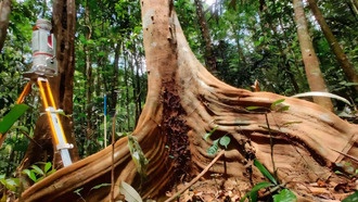 Лазерное сканирование создаёт цифровых двойников лесов