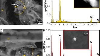 Бактерии в хвое елей помогают формировать наночастицы золота