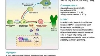 Китайские ученые раскрыли механизм регенерации растений из одной клетки
