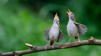 Птицы по всему миру используют одинаковый сигнал тревоги