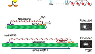 ДНК-нанопружина измерила силу клеточного мотора для улучшения диагностики болезней