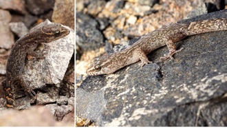 Ученые обнаружили скрытые виды гекконов в пустыне Атакама