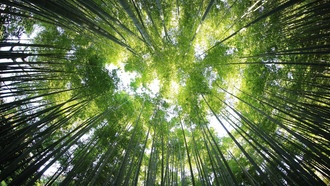 Исследование: 10% лесных проектов по компенсации выбросов углерода могут нагревать климат