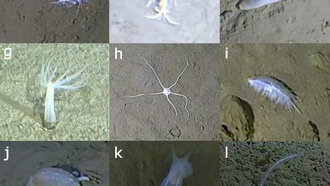 Исследование японских океанских желобов раскрыло тайны глубоководного биоразнообразия