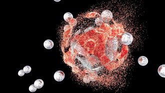 Бактерии в опухолях помогают бороться с раком