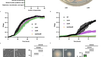 Ученые открыли ключевые ферменты для создания более эффективных лекарств
