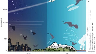 Скрытые воздушные магистрали: как ветер, температура и виды животных формируют распределение воздушных обитателей