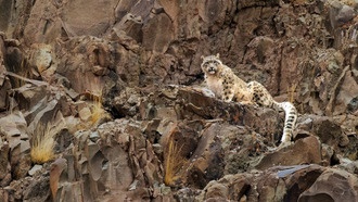 Снежные барсы оказались генетически однородными