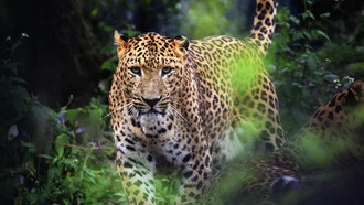 Искусственный интеллект раскрыл, что древние предки человека были добычей леопардов