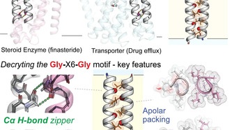 Учёные раскрыли новые принципы работы мембранных белков