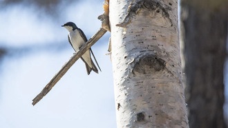 Ласточки выживают несмотря на загрязнение «вечными химикатами»