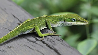 Математика с Уолл-стрит помогла создать модель эволюции ящериц