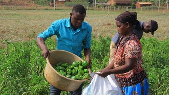 Здоровое питание в США может быть связано с риском использования принудительного труда
