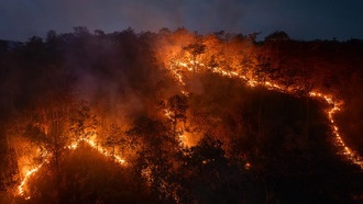Рекордные пожары в Амазонии в 2024 году привели к выбросам углерода, превышающим показатели целой страны