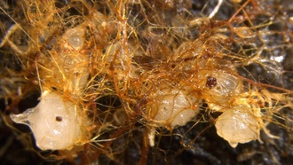 Учёные раскрыли, как грибы помогают орхидеям прорастать на гниющей древесине