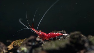 Создана глобальная база данных по устойчивости пресноводных организмов к нагреву