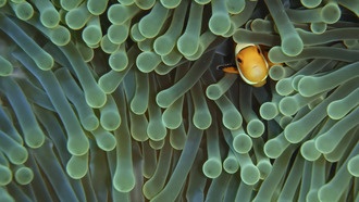 Почти все аквариумные рыбки в США выловлены в дикой природе