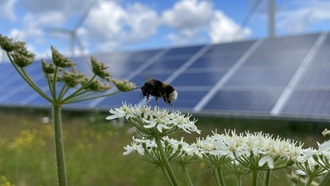 Солнечные электростанции могут удвоить популяцию шмелей