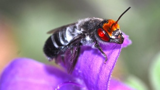 Исследование: пожар для одних пчел — друг, для других — враг