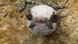 Летучие мыши начали впадать в спячку на месяц раньше из-за изменения климата