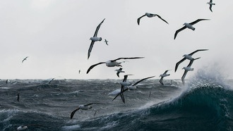 Ученые раскрыли секрет совместной охоты птиц в Антарктике