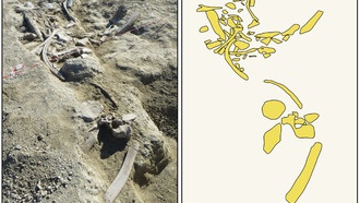 Древние люди разделывали слонов маленькими инструментами, а затем делали из их костей большие орудия