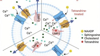 Учёные раскрыли механизм действия растительного соединения против вирусов и нейродегенеративных заболеваний