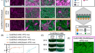 Учёные раскрыли механизм контроля за углеродными фабриками цианобактерий