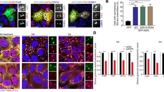 Белок ASPL играет двойную роль в формировании и разрушении стрессовых гранул