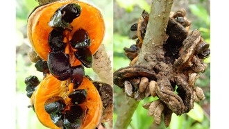 Чужеродные животные сильнее влияют на распространение растений на островах, чем вымирание местных видов