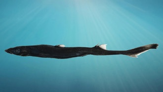 У побережья Австралии открыли светящуюся акулу и краба-невидимку