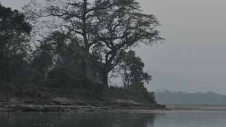 Философ создал «дерево решений» для определения сознания у животных и растений