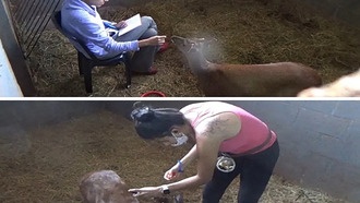 Спокойные олени учатся быстрее: как темперамент помогает ветеринарам проводить осмотры