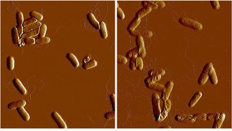 Белок RfaH помогает бактериям выживать в организме и избегать лечения