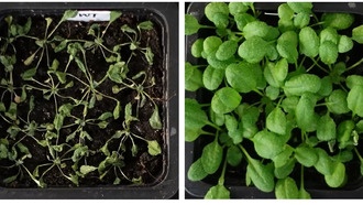 Ученые раскрыли механизм защиты растений от засухи