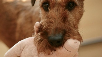 Ученые выявили у собак признаки поведенческой зависимости от игрушек