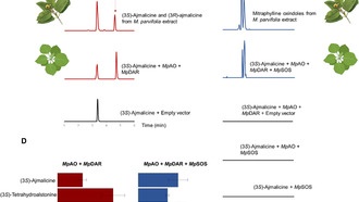 Ученые раскрыли молекулярный механизм создания растительного лекарства от рака